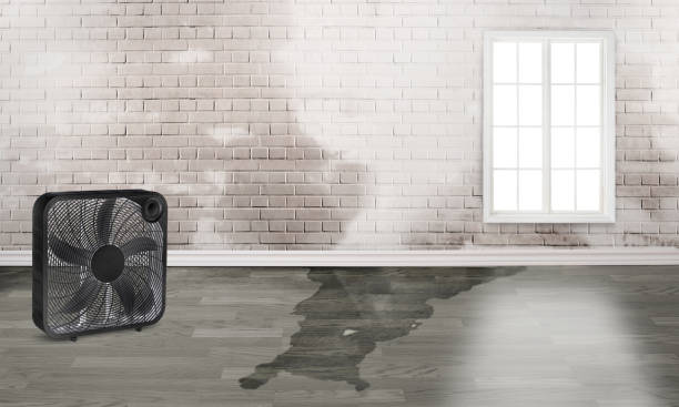 Best Carpet water damage restoration  in Sikeston, MO