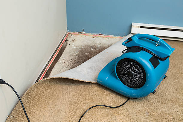 Best Professional water damage repair  in Sikeston, MO